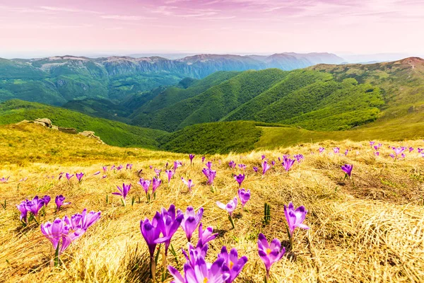 Красивые Фиолетовые Крокус Пастбища Отдаленном Диком Регионе Трансильванских Альп Летом — стоковое фото