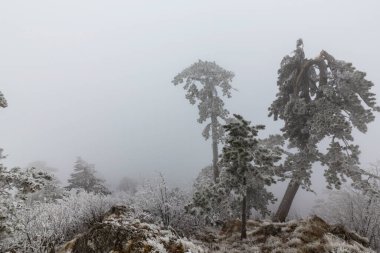 Doğu Avrupa 'da vahşi bir dağ bölgesinde buzla kaplı kara çam ağaçları ve sis