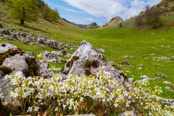Karpat Dağları, Avrupa 'da güzel bahar çiçekleri