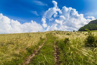 Yazın, Avrupa 'nın ücra bir köşesinde, dalgalı çim tarlaları.
