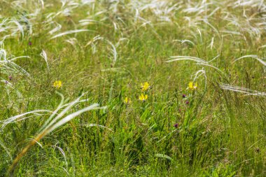 Yazın, Avrupa 'nın ücra bir köşesinde, dalgalı çim tarlaları.