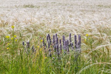 Avrupa 'nın ücra bir bölgesinde, yazın dalgalı çim tarlaları olan güzel dağ manzarası.