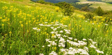Avrupa 'nın ücra bir bölgesinde, yazın dalgalı çim tarlaları olan güzel dağ manzarası.