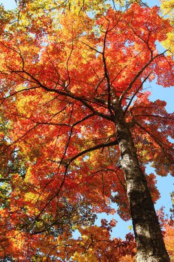 Sonbaharda büyük dağlar. Tennessee 'deki Ulusal Park.