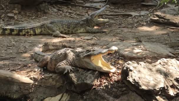 Крокодилы Реке Крокодиловой Ферме Бангкок Таиланд — стоковое видео