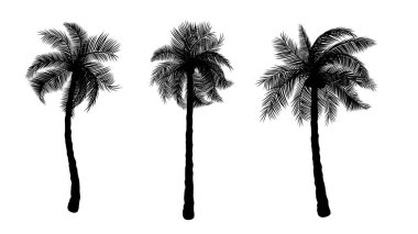 İzole edilmiş beyaz arkaplan vektör illüstrasyonuna sahip hindistan cevizi palmiyesinin silueti