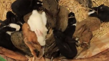 Resim, samandan ya da samandan bir yatakta oturan küçük kahverengi bir tavşanı gösteriyor. Tavşanın yumuşak kürkü, büyük kulakları ve küçük beyaz bir kuyruğu vardır. Kuru bir saman örtüsüyle çevrili