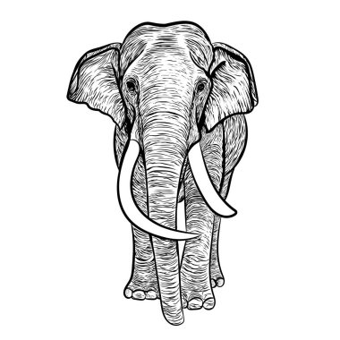 Siyah beyaz büyük dişleri olan bir Asya filinin çizimi. Önü de kabartmalı sanat tarzı.