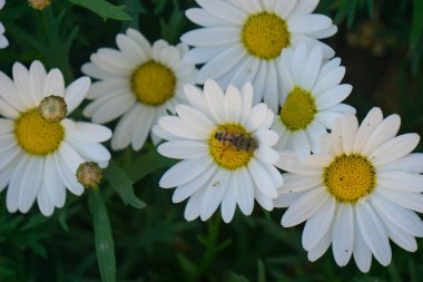 daisies in a meadow in field spring