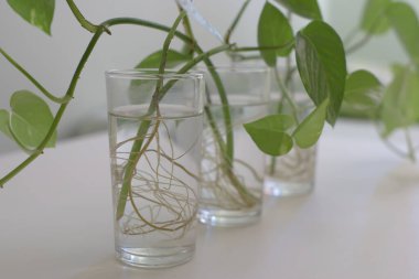 Bir bardak su ve bitki..