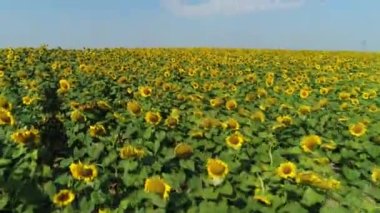 Drone video of sunflower field. Agriculture. Aerial view of sunflowers. Gardening and farming. Summer. Aerial. Ukraine