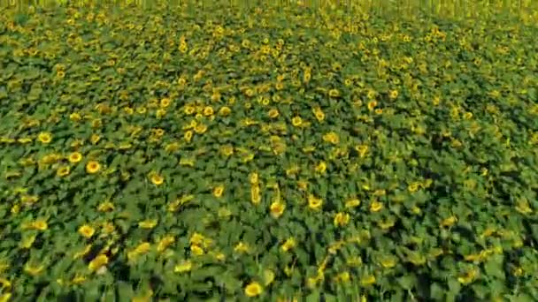 ひまわり畑のドローン映像 ひまわりの空中風景 園芸と農業 空中だ ウクライナ — ストック動画