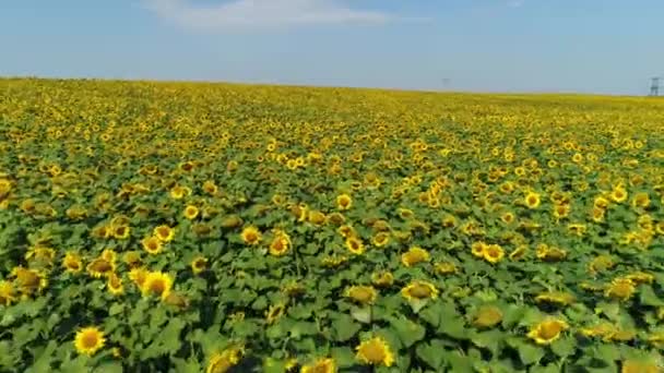 Drone Video Sunflower Field Agriculture Aerial View Sunflowers Gardening Farming — Stockvideo