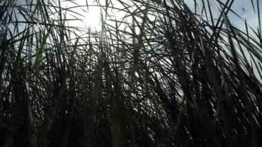 Sazlıklar rüzgarda gelişir. Güneş ışınları. Dinyeper Nehri Ukrayna. Yaz
