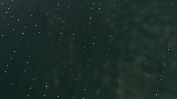 位于佩列萨茨半岛上的马里斯坦湾的无人驾驶飞机图像 绿松石海水中的牡蛎养殖场 生命岛 小渔村夏天 — 图库视频影像