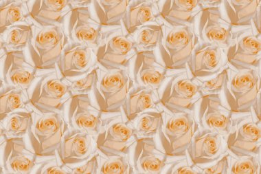 Beautiful seamless peach rose flowers background. Blossoming delicate roses on blooming flowers festive background, pastel and soft bouquet floral card, vector illustration watercolor floral template