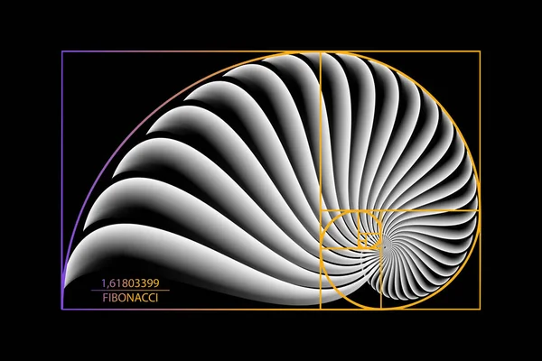 Fibonacci Sequência Golden Ratio Formas Geométricas Espiral Espiral Caracol Concha —  Vetores de Stock