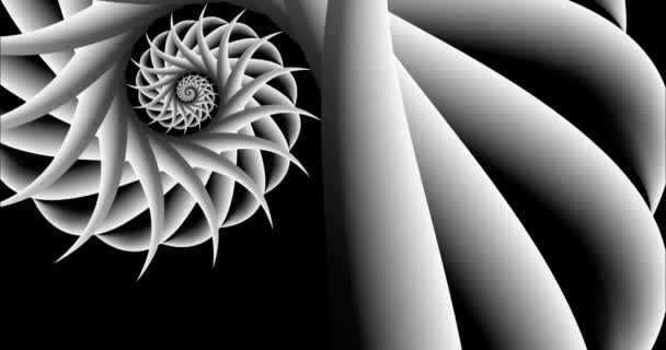 ノーチラスシェル映像黄金比数列を回転フィボナッチビデオクリップ 3D幾何学的なカタツムリのスパイラルアニメーション 白い円の海のシェル 神聖な幾何学 自然割合 黒の背景 — ストック動画