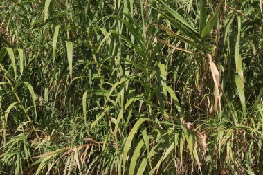 Bambu çalılıklarında yeşil ve kahverengi yapraklar