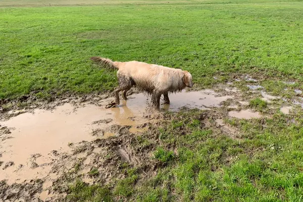 dirty Golden Retriever dog playing in a boggy mud puddle on a green grassy sports field oval