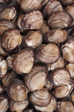 Büyük boy Kore deniz kabukları ve kan midyelerinin fotoğrafını çekiyorum.