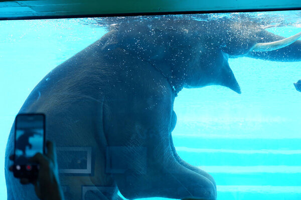 baby elephant swimming in the zoo