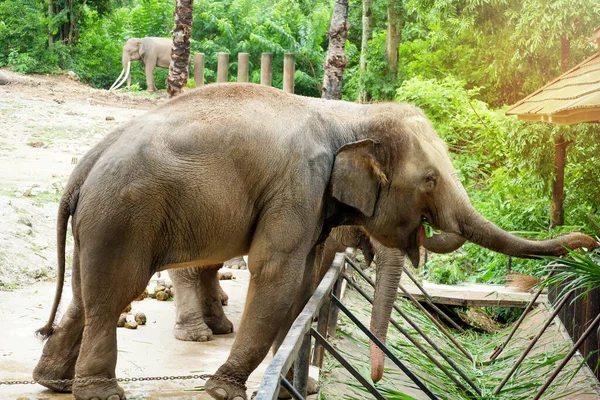 zoo elephant elephant\'s legs chained