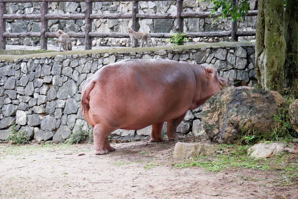 Hipopopotam Lub Hipopotam Wodzie Zoo — Zdjęcie stockowe