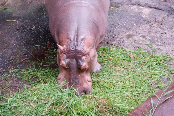 Hipopopotam Lub Hipopotam Wodzie Zoo — Zdjęcie stockowe