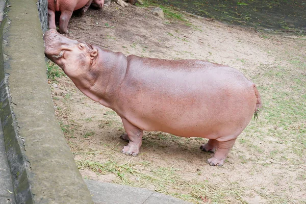 Hippo Hippopotame Dans Eau Zoo — Photo