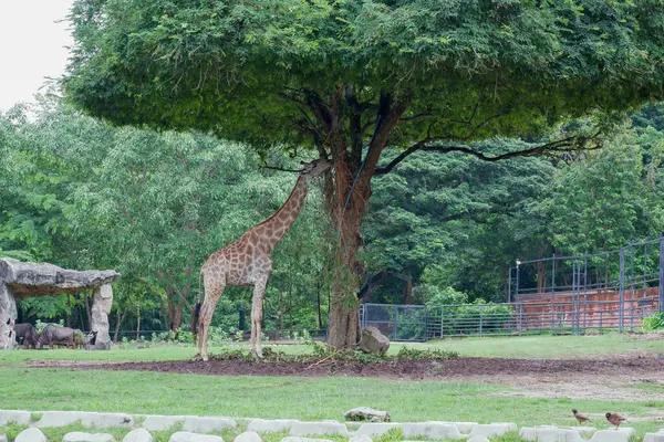 Primo Piano Della Giraffa Fronte Una Vegetazione Lussureggiante Guardando Telecamera — Foto Stock
