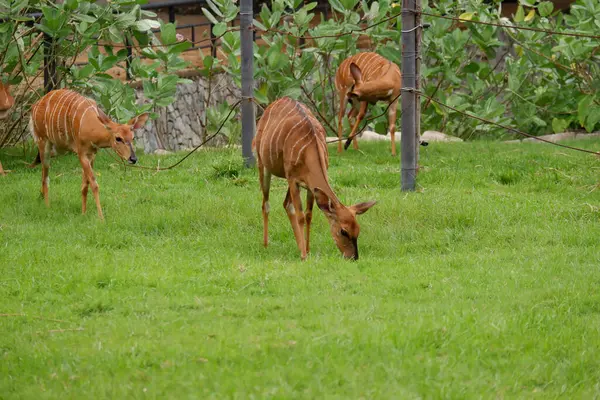 Deer Eating Grass Zoo — Stock Photo, Image
