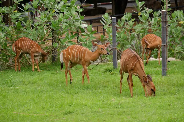 Cerfs Mangeant Herbe Dans Zoo — Photo