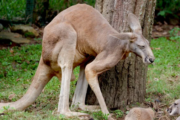 Hayvanat Bahçesinden Bir Kanguru Resmi — Stok fotoğraf