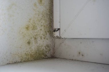 Yüksek nem nedeniyle plastik pencerenin etrafındaki küf.