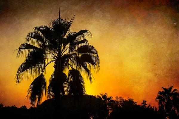 Пальмове Дерево Заході Сонця Гранжевим Тлом Тропічний Захід Сонця — стокове фото
