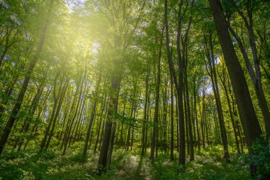 İlkbaharda ormanda gündoğumu