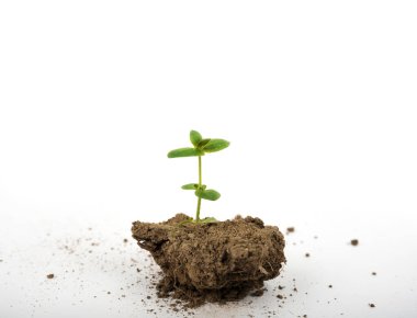 Avuçta yeni bir hayat. Elinde toprak olan küçük bir bitki.