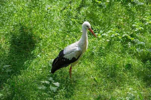 草地背景上的白鹤 — 图库照片