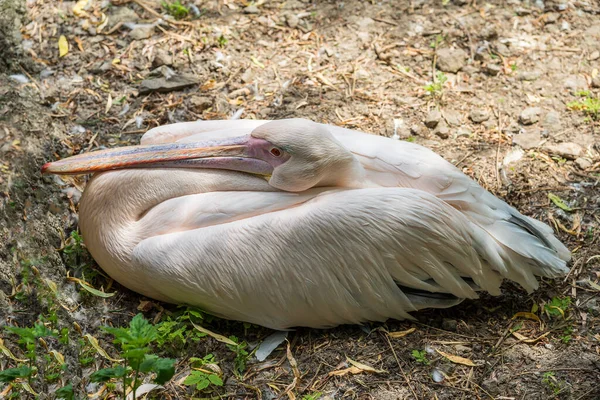 Asian Stork Taking Rest Ground — Stock Photo, Image
