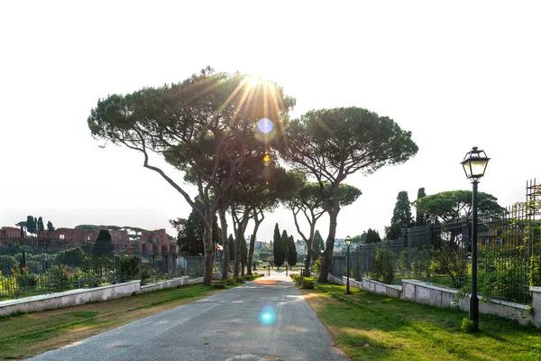 Zirbenbaum Morgen Beim Circus Maximus Pinus Pinea — Stockfoto