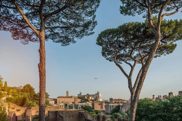 意大利罗马祖国的全景 有一棵松树 — 图库照片
