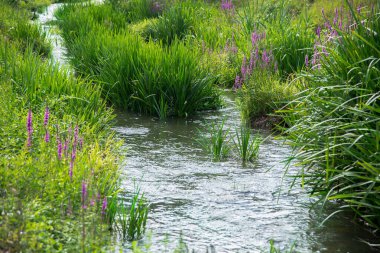 Yazın derede su bitkileri