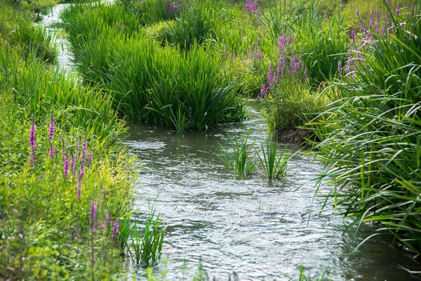 Yazın derede su bitkileri