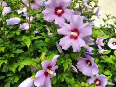 Roselle yağmurdan sonra yazın çiçek açar. Hibiscus