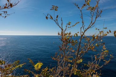 Mavi deniz ufku. Mavi gökyüzü ve deniz zemininde yaprakları olan bir ağaç dalları.