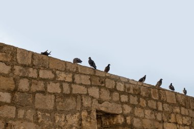 Ortaçağ eski kasabalarında güvercinler sorundur. Uygunsuz yerlere sıçmak ve yuva yapmak.