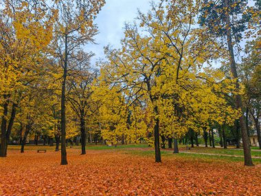 Sonbaharda renkli park. Çimlerde yapraklar