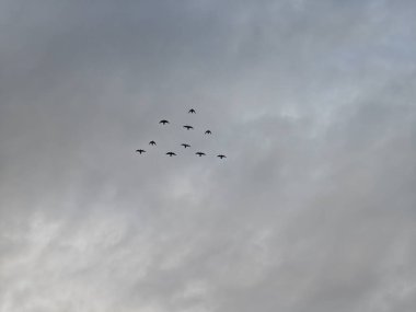 Bulutlu bir gökyüzünde uçan kuşların silueti. Takım çalışması konsepti
