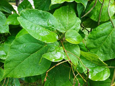 Büyük yapraklar yeşil arkaplan ve yağmur damlaları